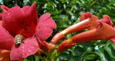 Sol_Nectar_Honey_Bee_Raw_Trumpet_Vine_Swarm_Removal_Utah